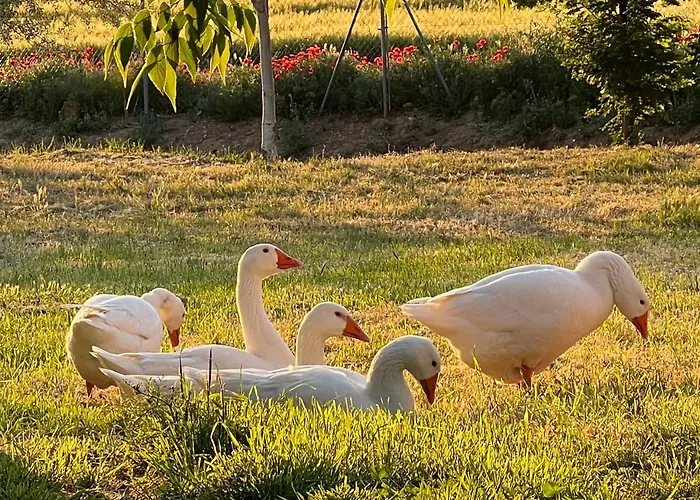 Bed & Breakfast Castillo De Corvinos 4*